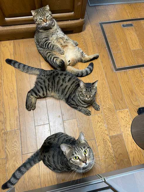 ごはんを待つ猫たち
