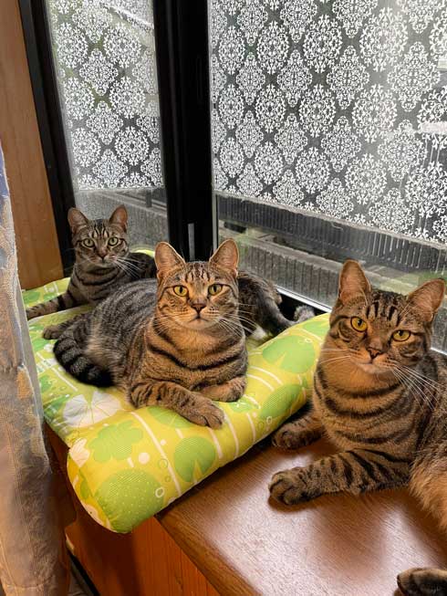 猫3きょうだい