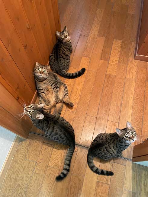 トイレ前でたむろする猫たち