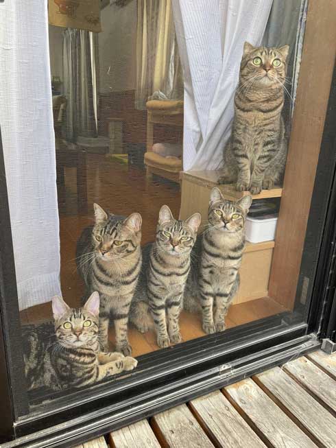 キジトラ猫たち