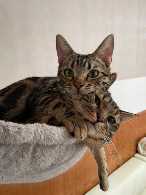くっつく猫たち