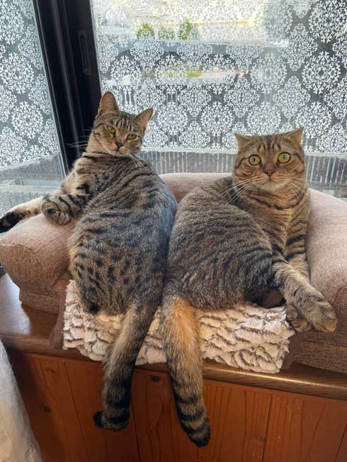 くっつく猫たち