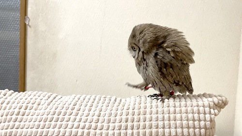 「よちよち歩き集」