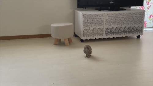 「よちよち歩き集」