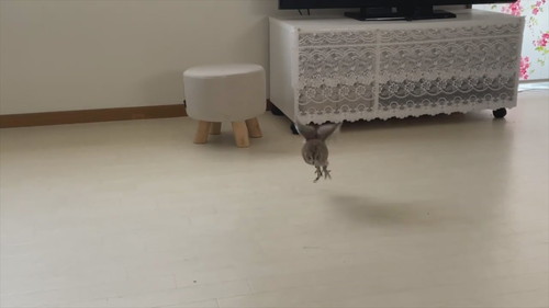 「よちよち歩き集」