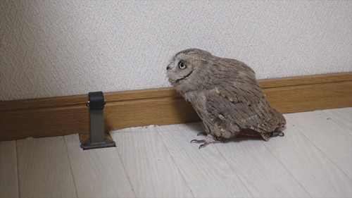 「よちよち歩き集」