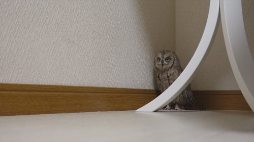 「よちよち歩き集」