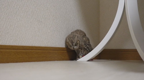 「よちよち歩き集」