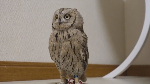 「よちよち歩き集」