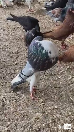 胸をふくらますハト