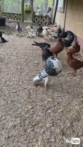 胸をふくらますハト