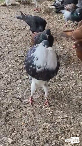 胸をふくらますハト