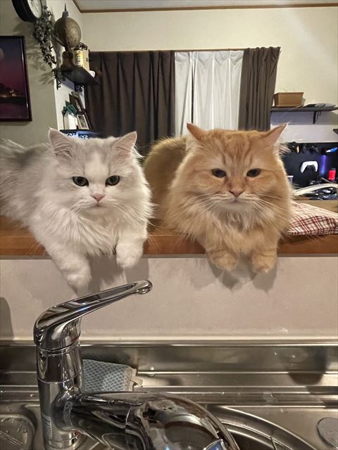 キッチンで見守るにゃんず