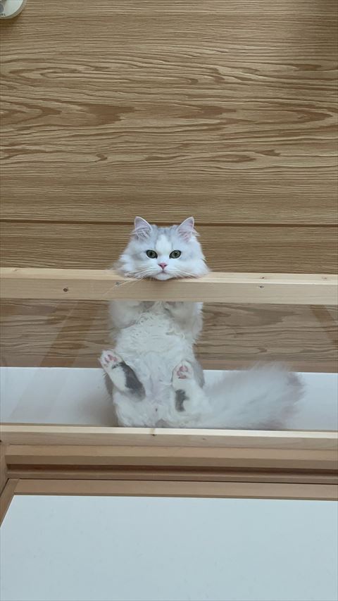 上から観察する猫ちゃん