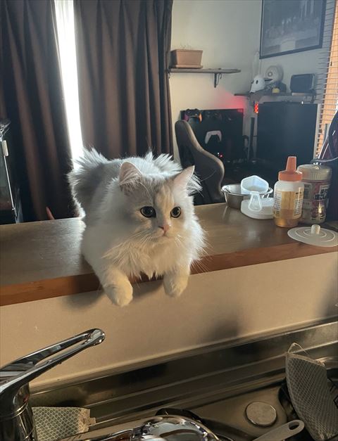 白猫ちゃんキッチン