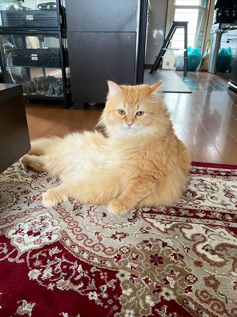 おじさん座りブラウン猫