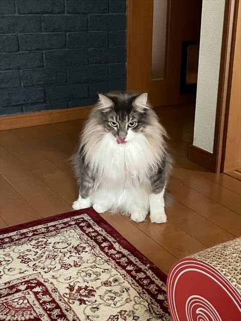 ノルウェージャン猫ちゃんお座り