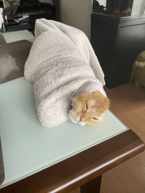 服の中にいる猫