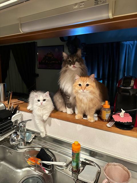 キッチン猫ちゃん3匹