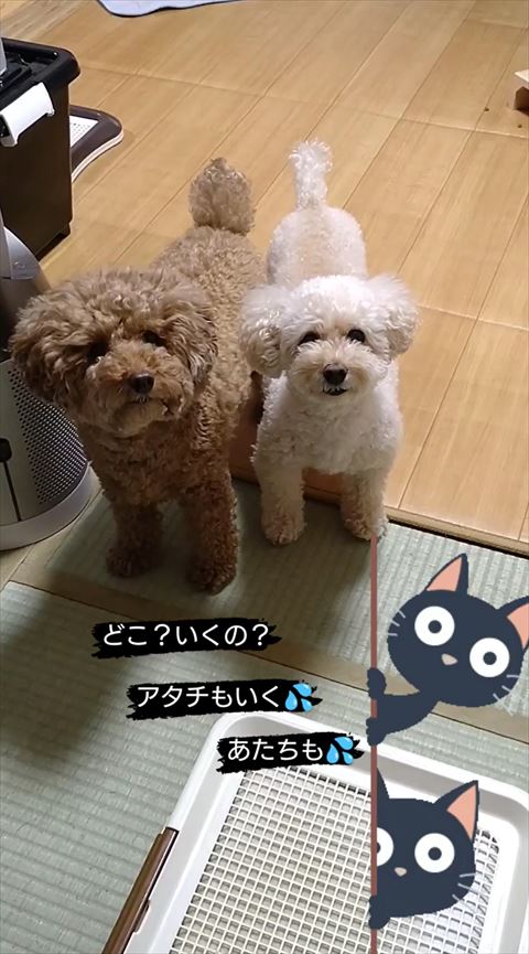見上げる2匹