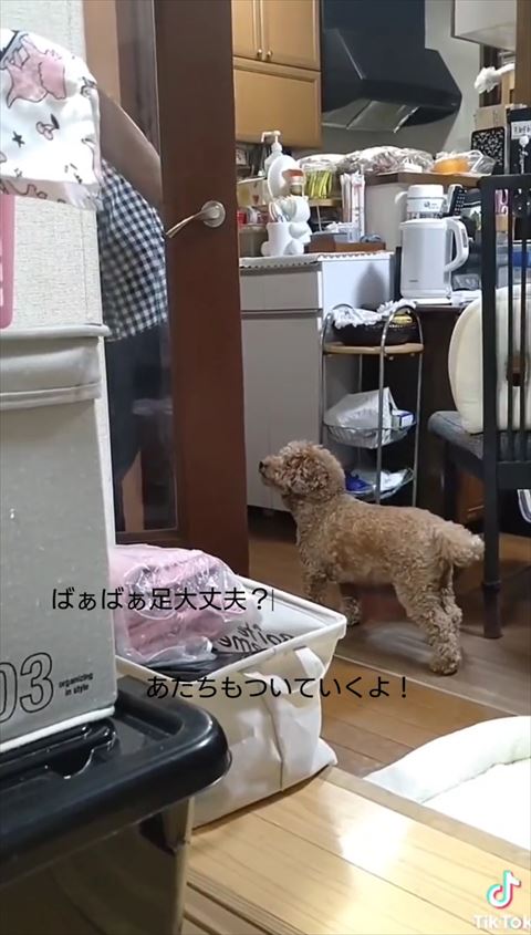 ばぁばを見上げるワンコ