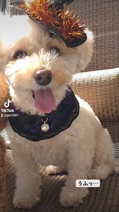 帽子かぶった白ワンコ