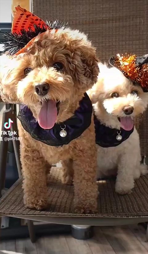 口帽子かぶる2匹