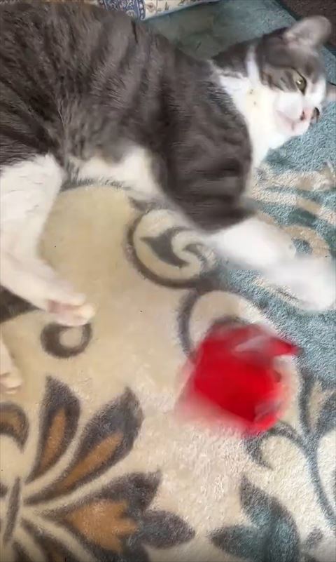 赤べこパンチした瞬間