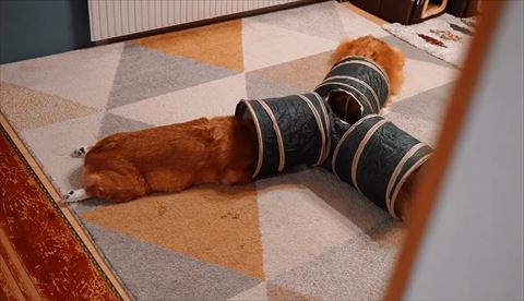 コーギー2匹トンネル