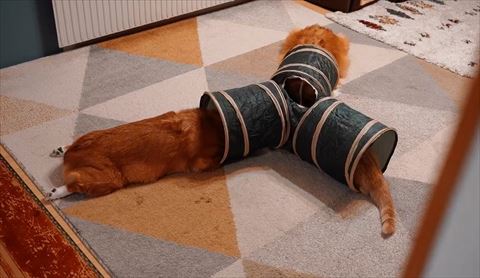 トンネル入る3匹