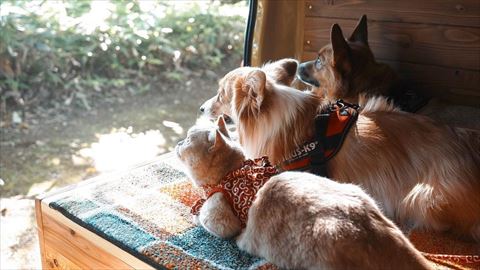 外を眺める3きょうだい