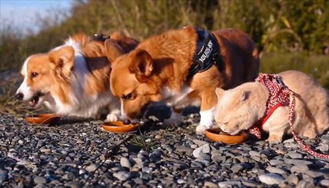ご飯食べるワンコと猫ちゃん