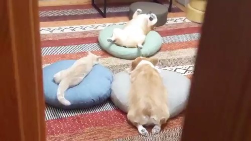 ワンコと猫ちゃん