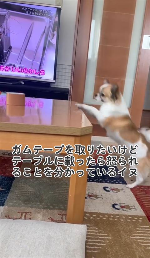 前足をテーブルに添えるワンコ