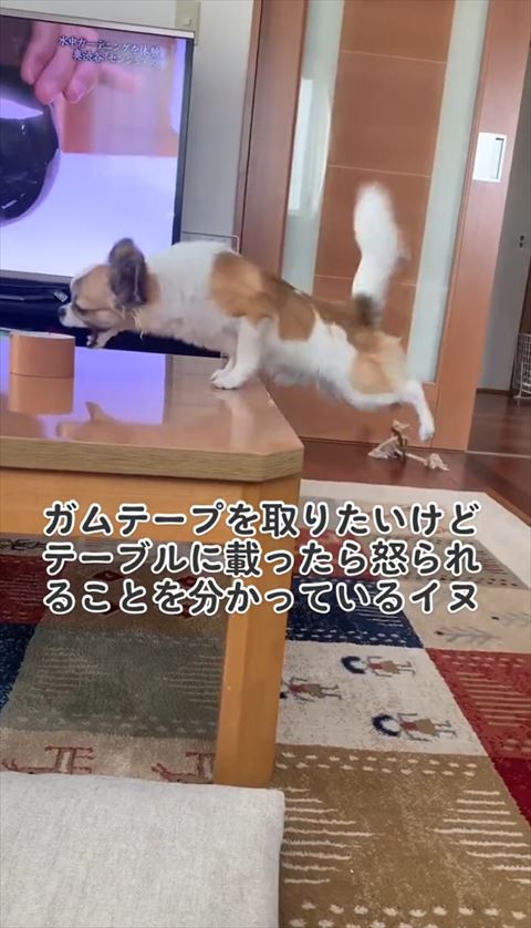 ガムテープをかもうとしてる