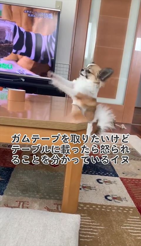 前足伸ばすワンコ