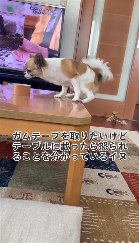 テーブルに乗るワンコ