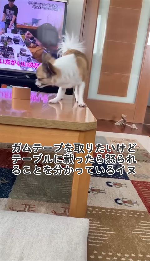 テーブルの上でガムテープ見るワンコ
