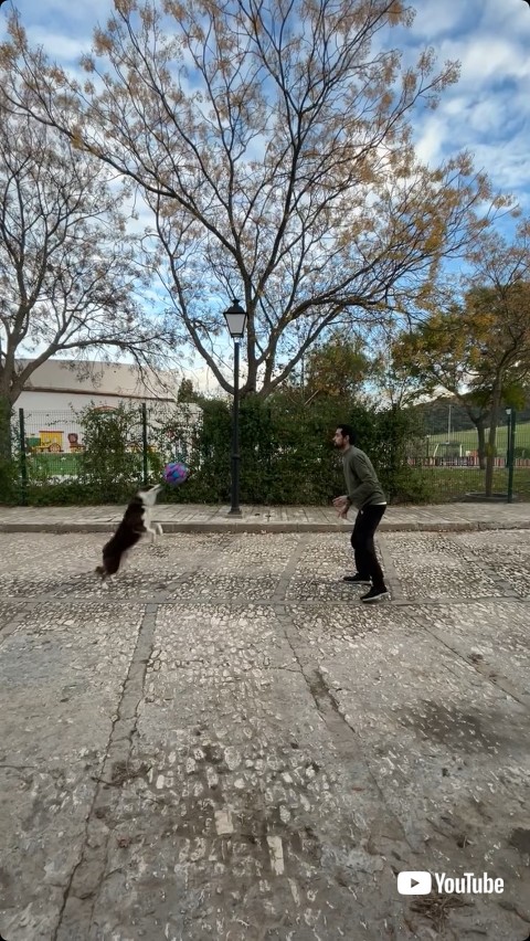 ヘディングする犬
