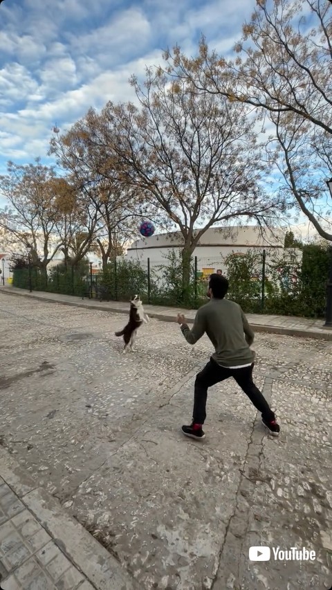 移動しながらヘディングする犬