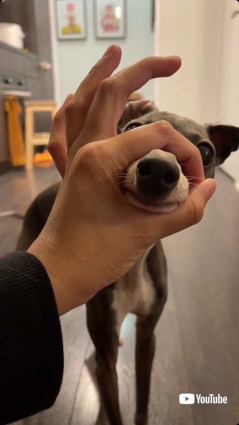 輪っかに鼻を入れる犬