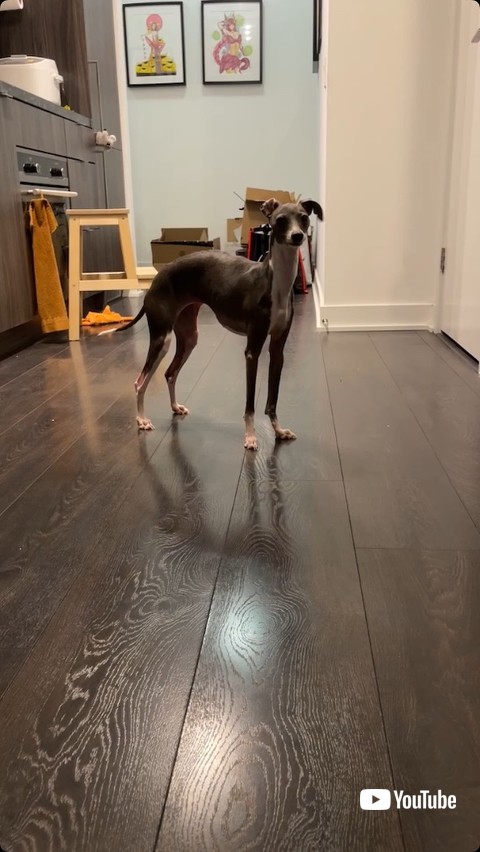 待っているワンコ