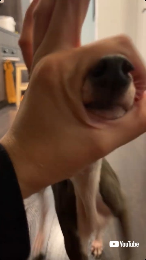 輪っかに入れようとする犬