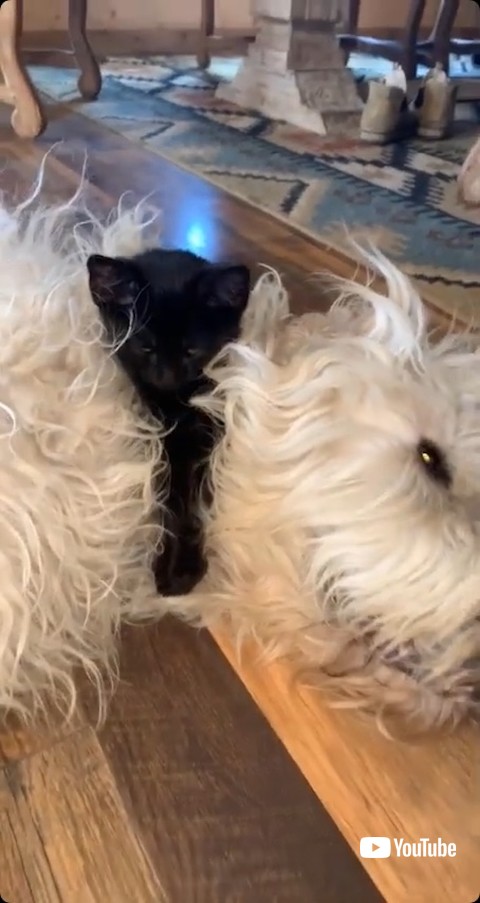 犬の上にいる子猫