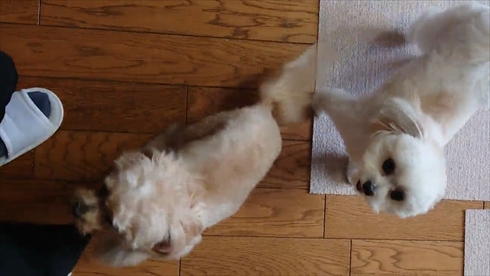 愛犬と再会したがん闘病中の秋野暢子