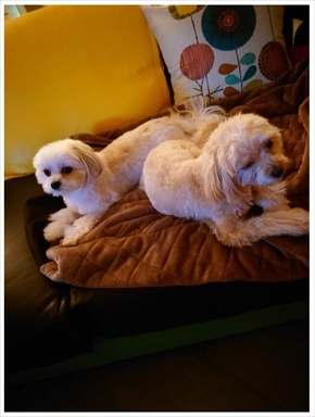 愛犬と再会したがん闘病中の秋野暢子