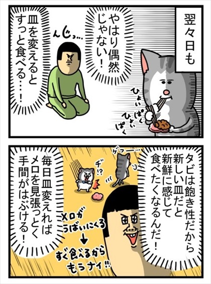 新しい皿だとすぐごはんを食べる猫
