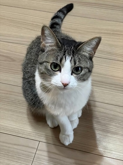 タビちゃんのカット