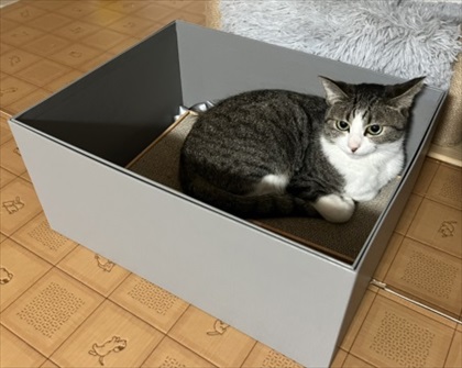 箱に入る猫