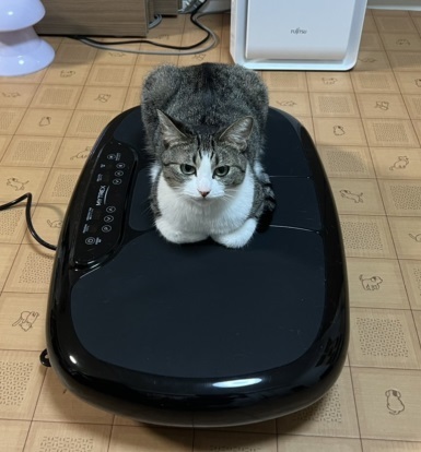 運動機に乗る猫